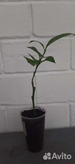 Мандарин уншиу