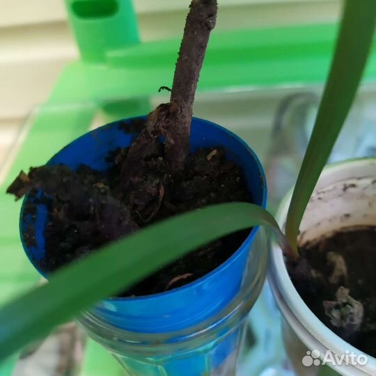 Зефирантес выскочка розовый