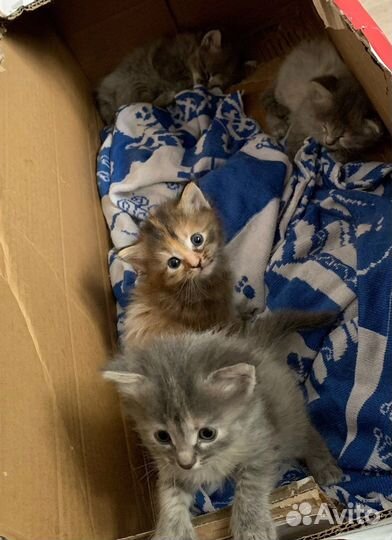 Котята в добрые руки