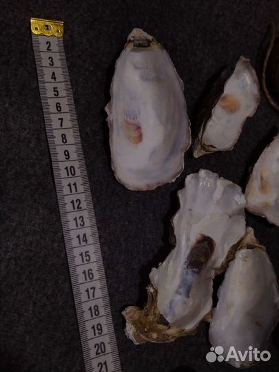 Дрифтвуд коряги устрицы ракушки