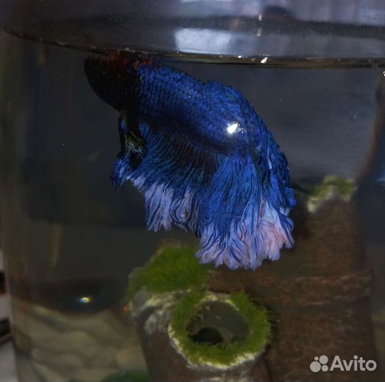 Рыбка петушок