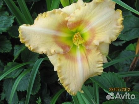 Лилейники много сортов из сада