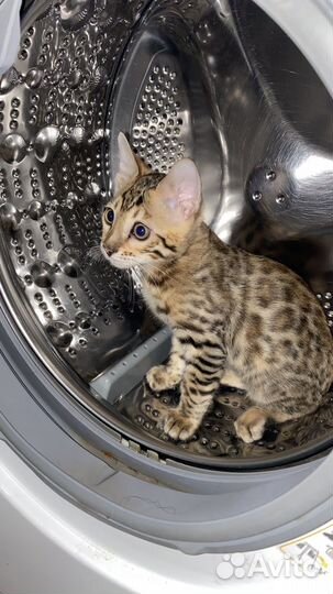 Бенгальский котенок мальчик