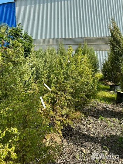 Можжевельник обыкновенный Суецика