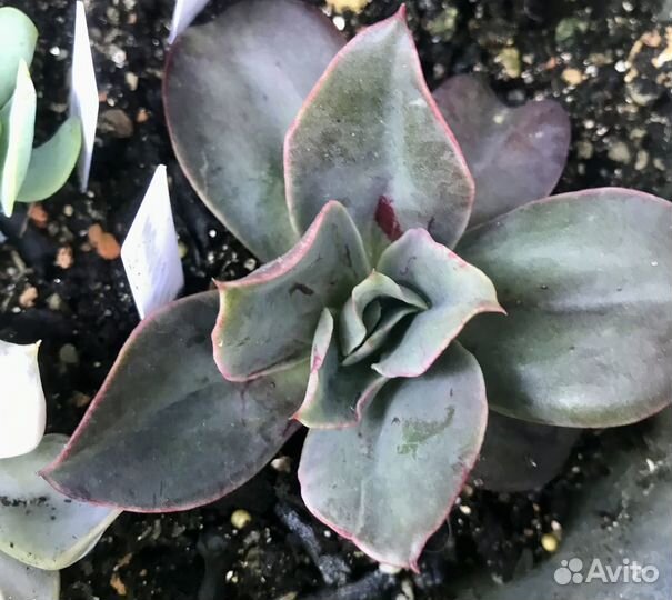 Набор суккулентов Эхеверий 10 шт