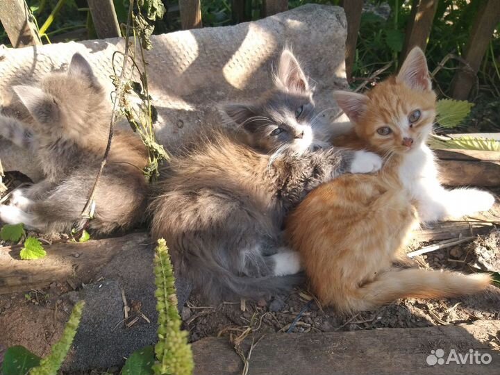 Котята в добрые руки бесплатно