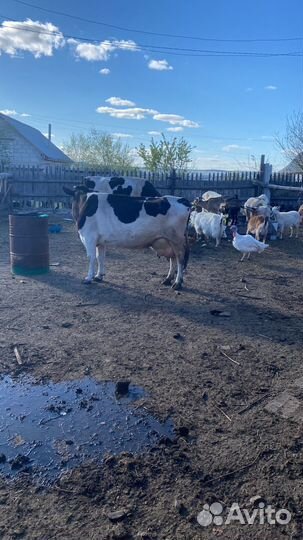 Продажа крс