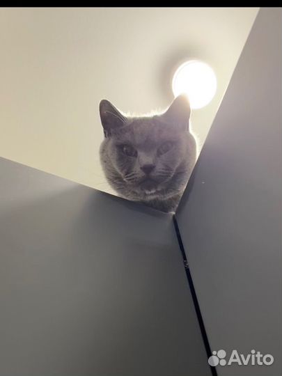 Британский кот в добрые руки