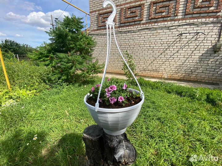 Калибрахоа в кашпо