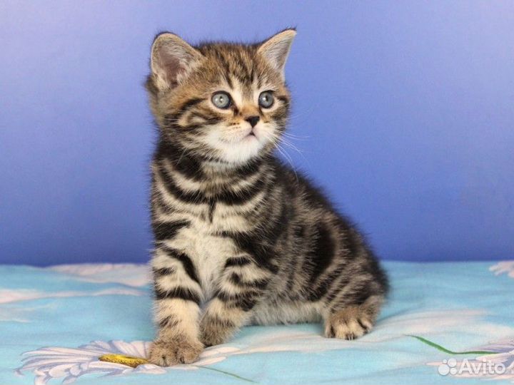 Красивые мраморные и пятнистые котята