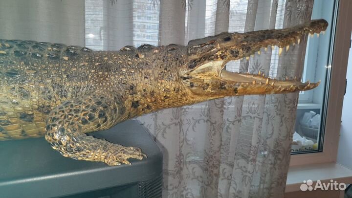 Чучело большого крокодила, почти дракона (Куба)