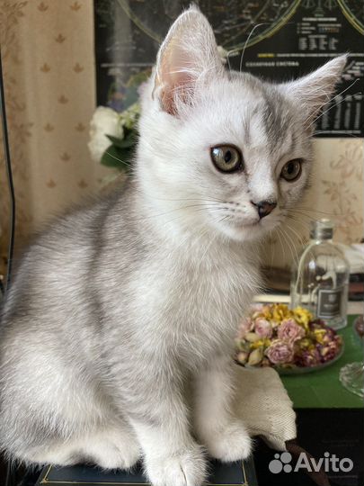 Серебряная шиншилла. Мальчик