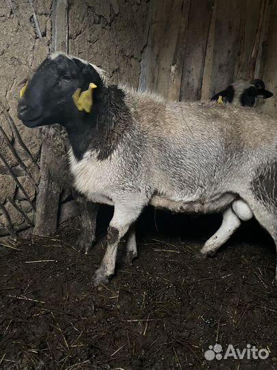 Овцы бараны