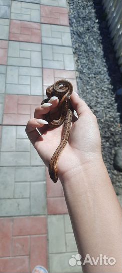 Змея узорчатый полоз