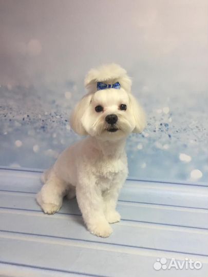 Вязка Мальтезе