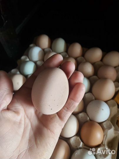 Домашние куриные яйца