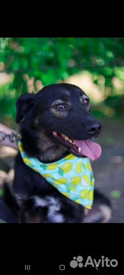 Собака-компаньон