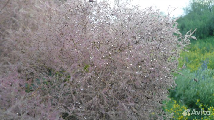 Саженцы скумпии и других растений