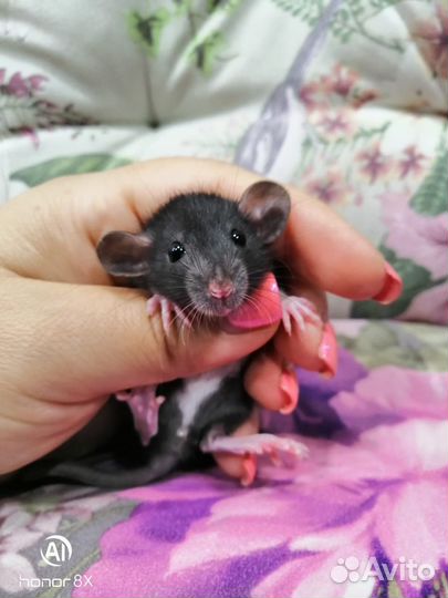 Крыска крысята крыски дамбо черные