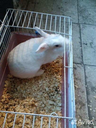 Декоративные кролики