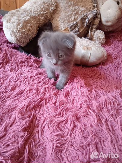 Котята от Британской вислоухой
