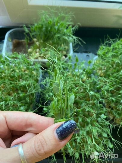 Семена горошка для выращивания микрозелени