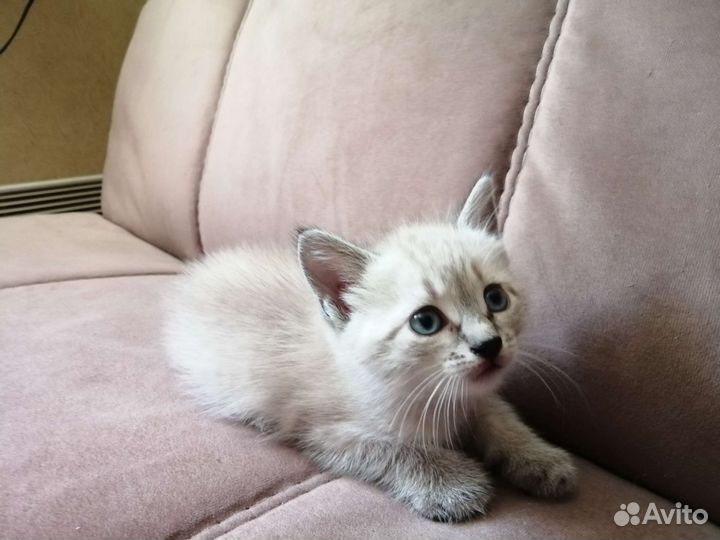 Котята в дар бесплатно