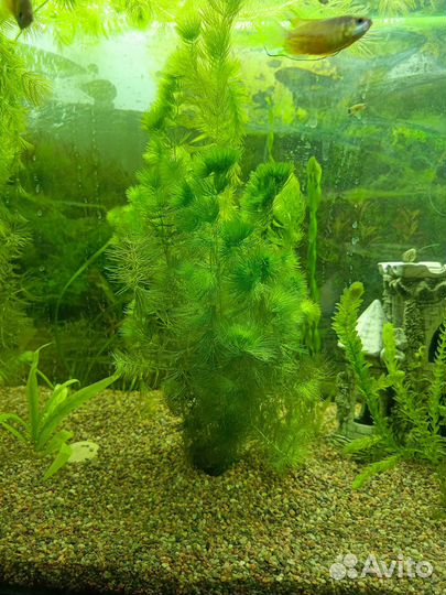 Роголистник в аквариум
