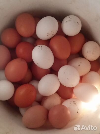 Домашние куриные яйца