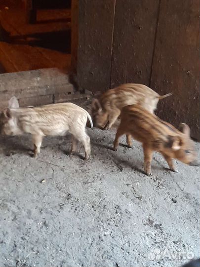 Дикие кабанчики