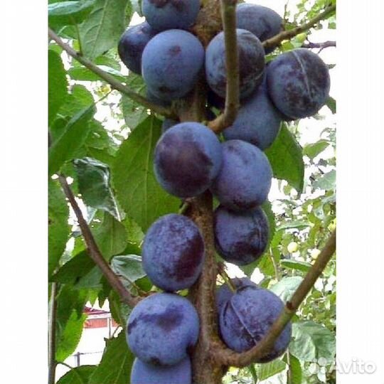 Слива колоновидная