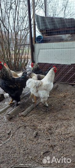 Петухи брама