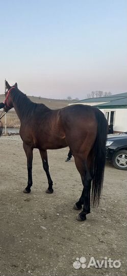 Лошадь Бей Фьюри