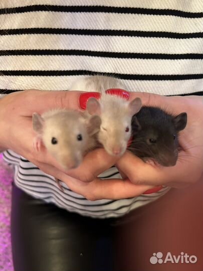 Декоративная крыса