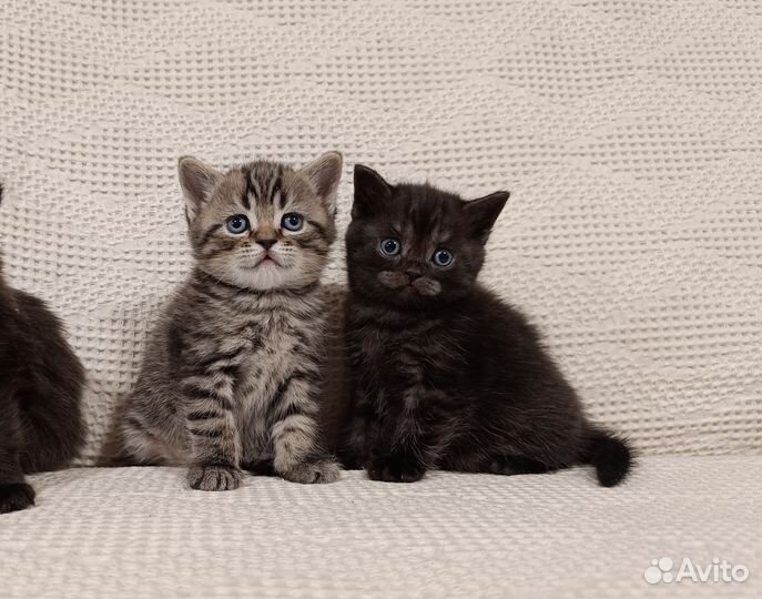 Шотландские котята