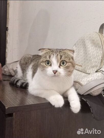 Шотландская вислоухая кошка