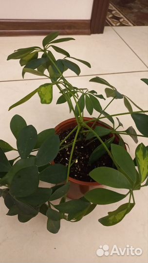 Шеффлера вариегатная