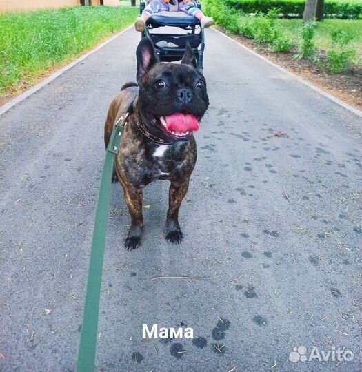 Французский бульдог щенки