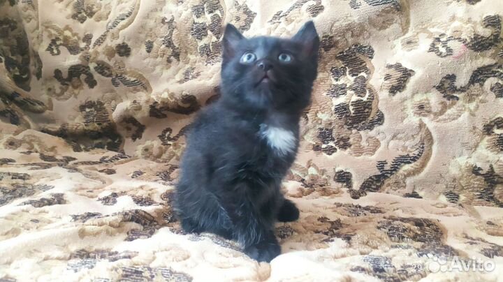 Котёнок
