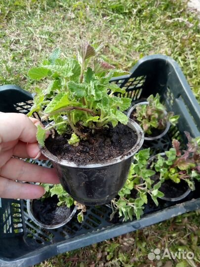 Мелисса в горшочках рассада