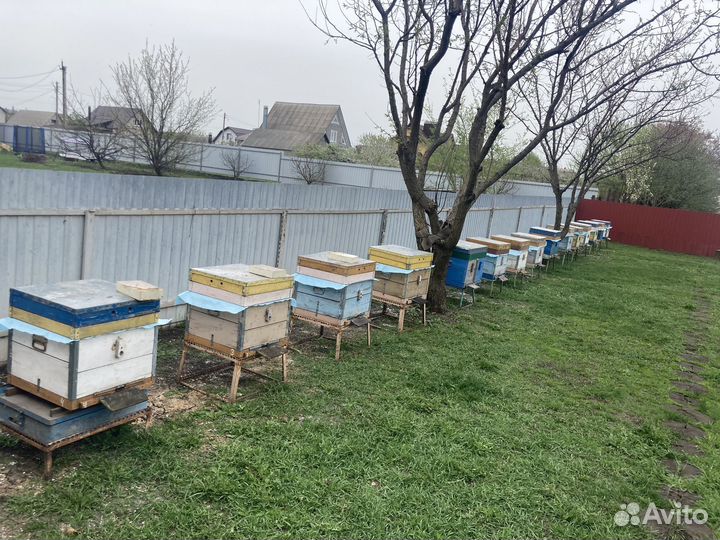 Улей с пчелами