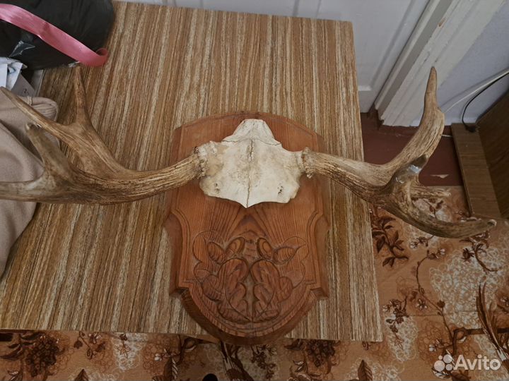 Продам рога лося