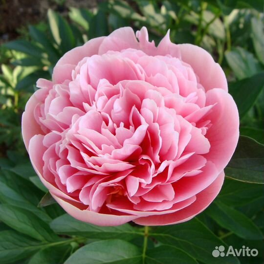 Корни Пионов