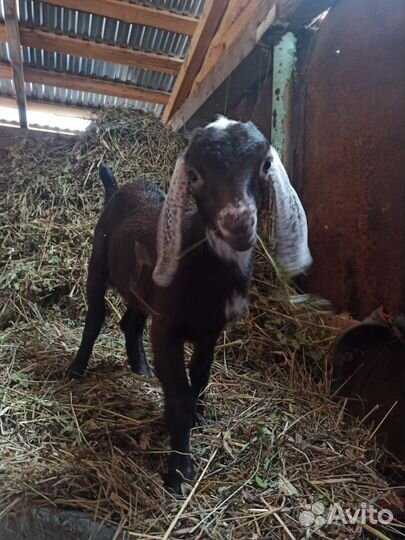 Коза нубийская