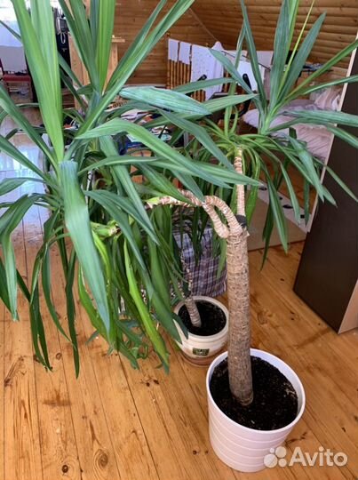 Пальма юкка