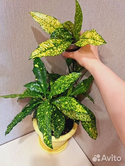 Кротоны сортовые