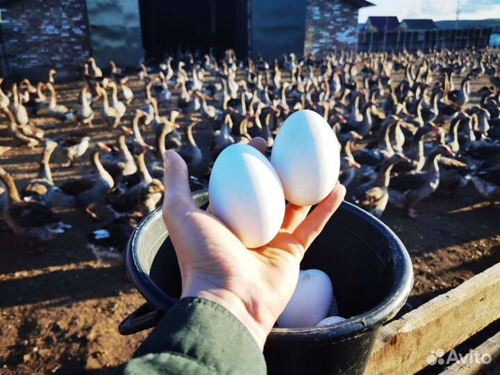 Яйцо гусиное инкубационное