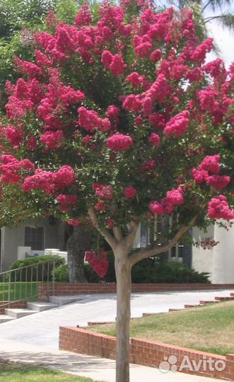 Сирень на штамбе