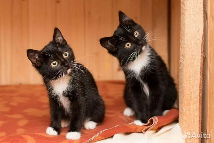 Котодевочка Маркиза
