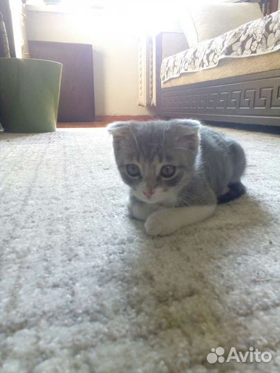 Кошка в дар